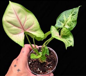 Possible Syngonium Pink Splash – Established Plant