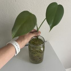 Monstera - Ready For Dirt!