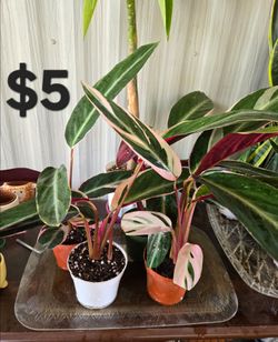 Triostar plants