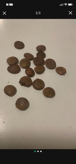 10 Wisteria Vine Seeds Ready To Plant