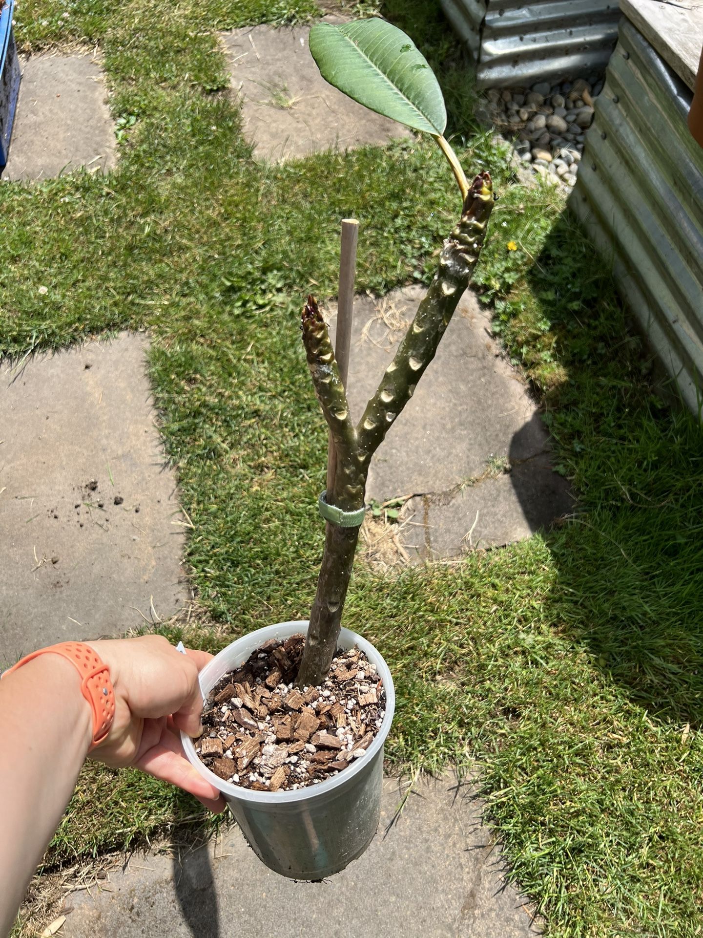 Plumeria Golden Sun Rooted Cutting
