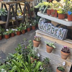 Colorful succulents at lower than retail prices 