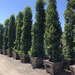Ficus Nitida 30 Gallons 14 Gallons Privacy Wall Make Your Order 