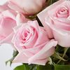 Rose Juarez
