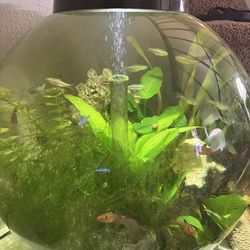 bio orb fish tank