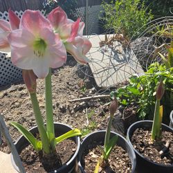 Amarilis