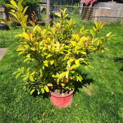 English laurel