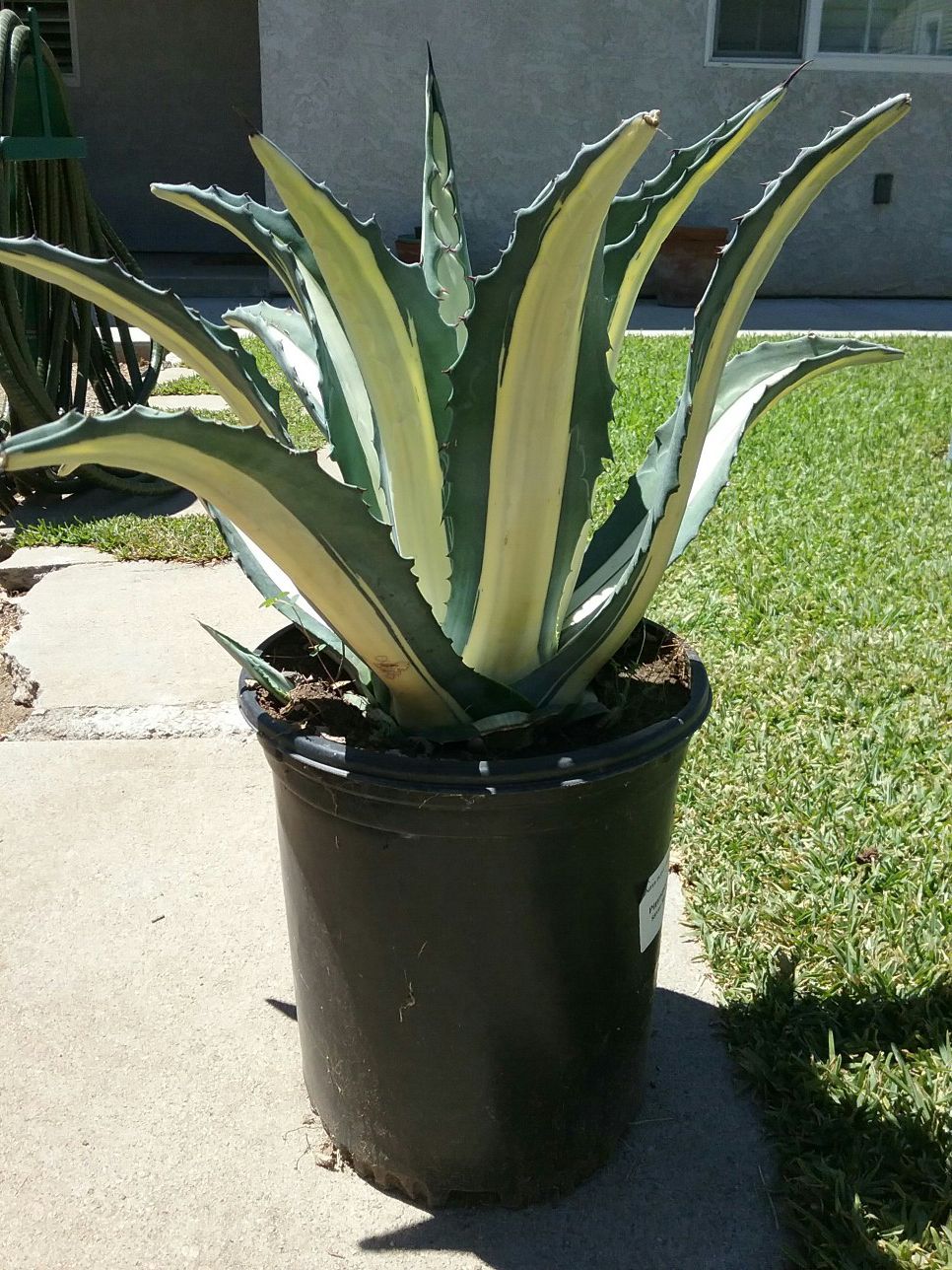 Agave plant $15