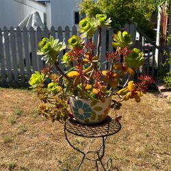 Succulent Arrangement