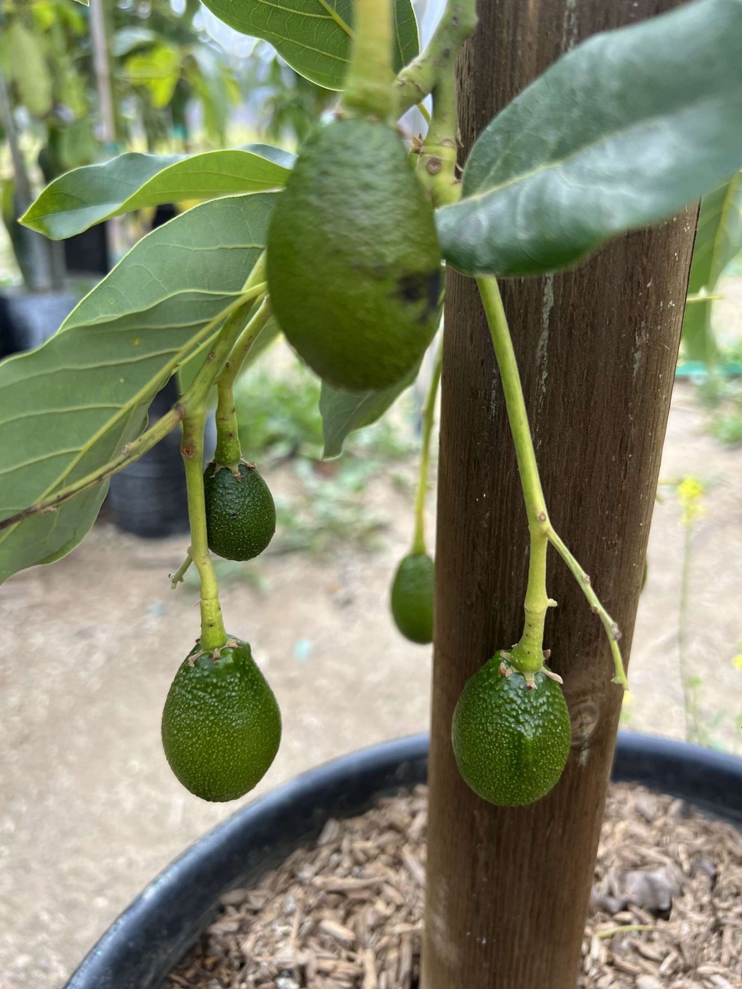 Avocado Trees