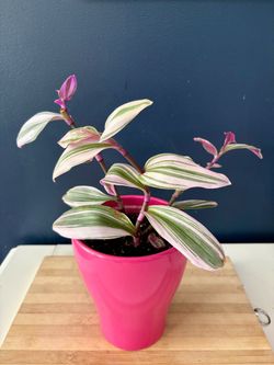 Tradescantia Nanouk in Pink Ceramic Pot