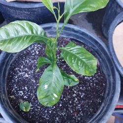 Baby Lemon Tree 😃😃🌿🌿🌿🌿
