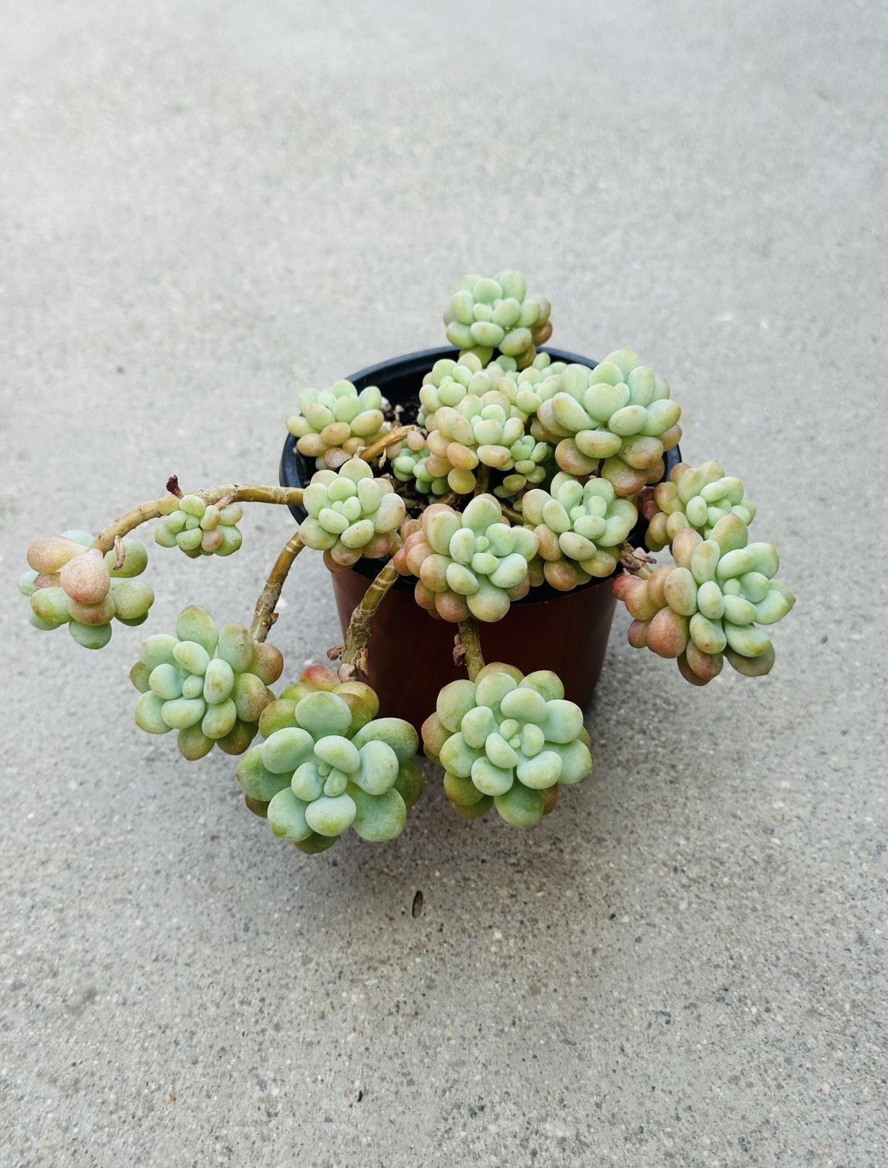 Succulents plants 🪴