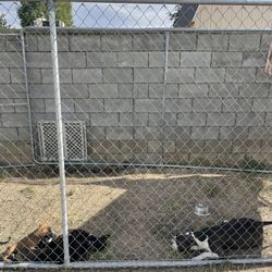 Large Dog Kennel