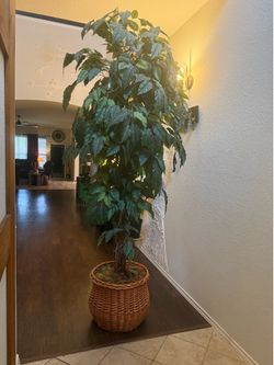 Indoor plant with wicker basket