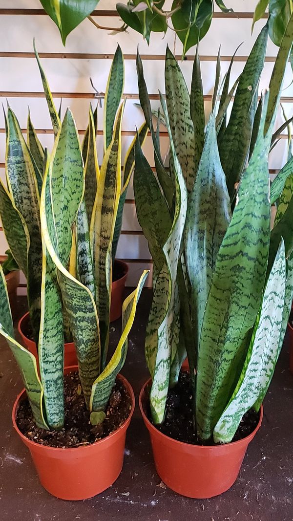 Plenty of Snake Plants for Sale in Ontario, CA OfferUp Plenty of Snake Plants for Sale in Ontario, CA OfferUp