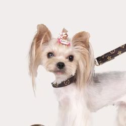 Dog Collar And Leash