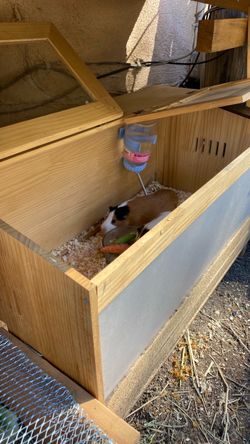 Guinea Pig Cage