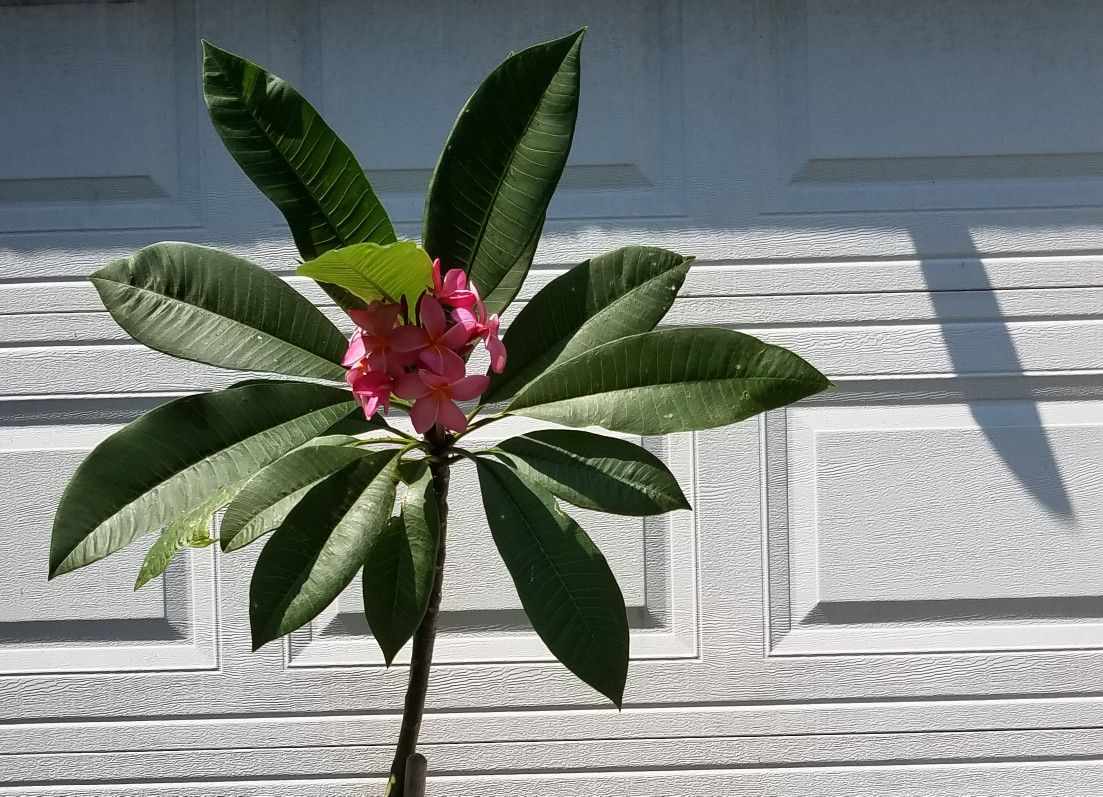 Hawaiiana plant. Plumeria. Planta