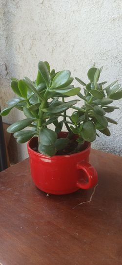 Jade in a cup