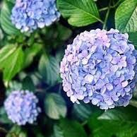 Endless Summer Original Blue Hydrangeas At Wholesale Prices 