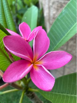 Beautiful Blooming Plumeria - 4ft tall