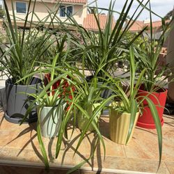 Indoor Spider & Dracaena Houseplants w/Pot $12 each (Zip-89117)