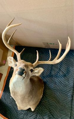 Taxidermy Buck head