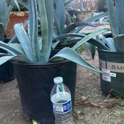 Maguey Azul 