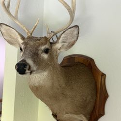 Whitetail Deer Mount