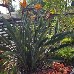 Free Bird Of Paradise 