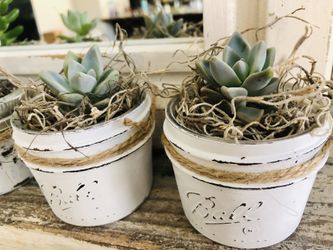 Adorable succulents