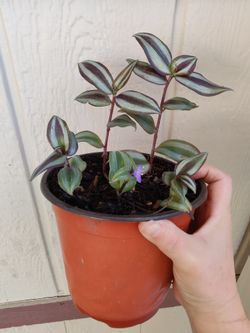 Tradescantia Zebrina Plant / $5  / Matali / NELLIS BLVD & Cheyenne Ave.