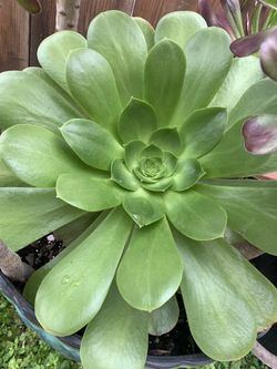 Huge Succulent