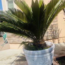 Sago Palm Plant