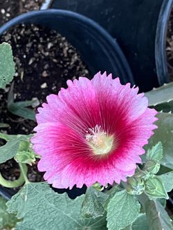Flower Pedal Hollyhocks Pink Floral