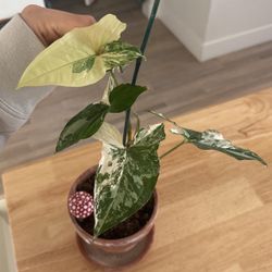 Variegated Syngonium 