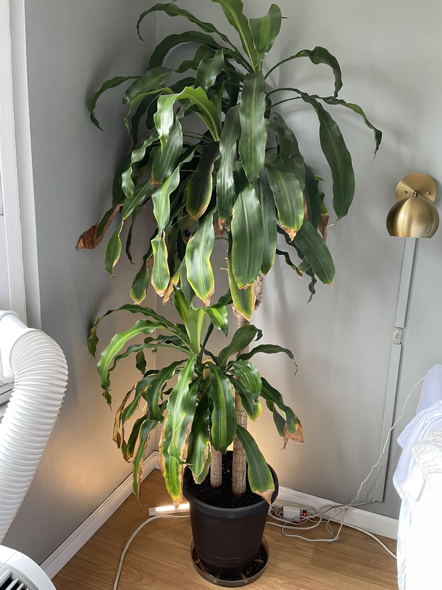 Tall “Corn Plant” Houseplant 