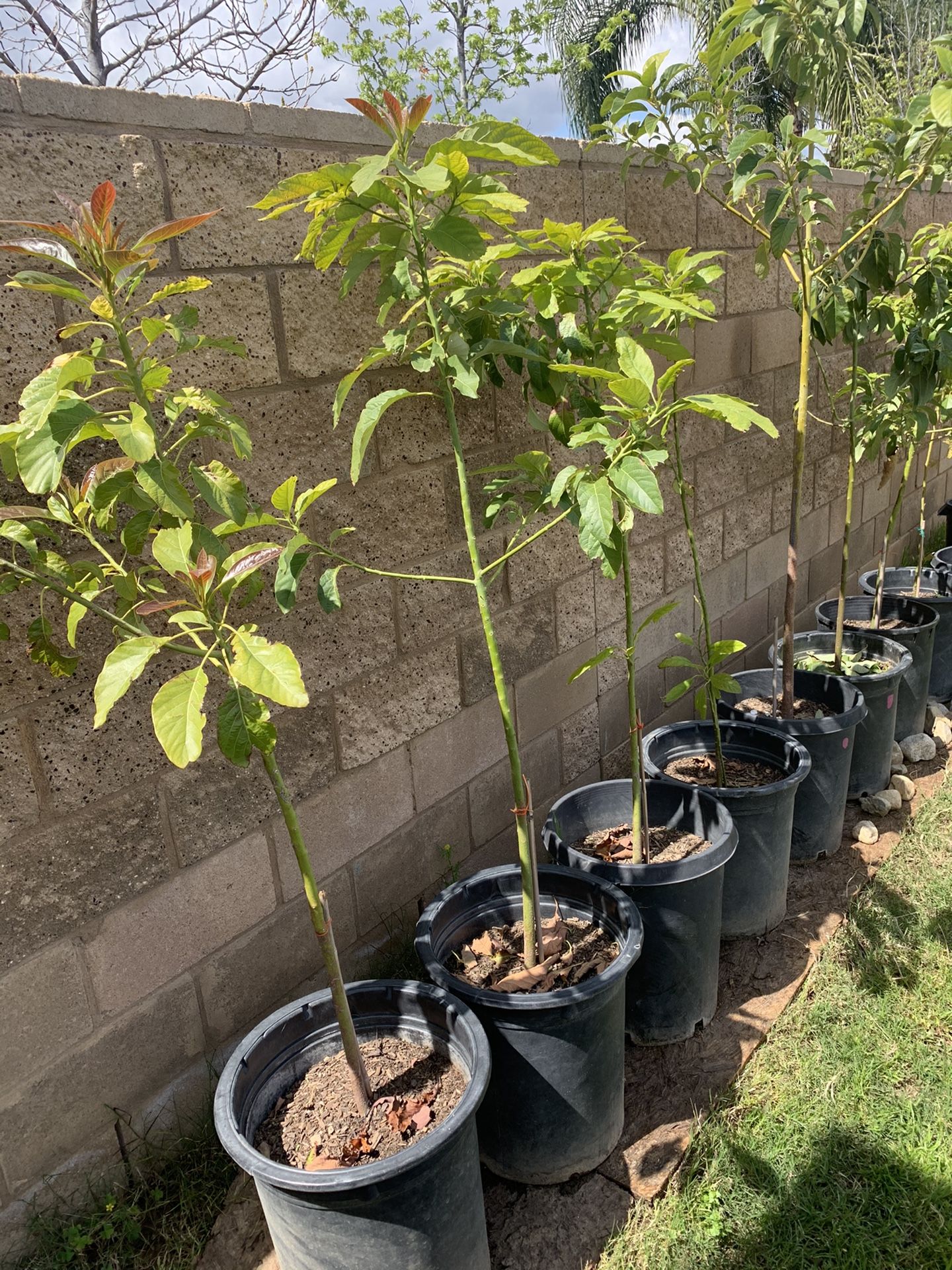 Hass avocado tree