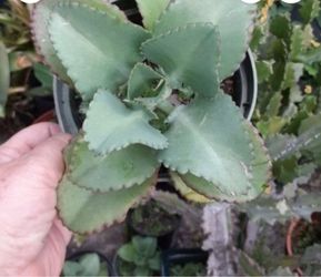 Kalanchoe Mother of a Thousand