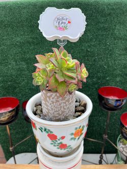 ❤️ Mothers Day Succulent Bouquet ❤️