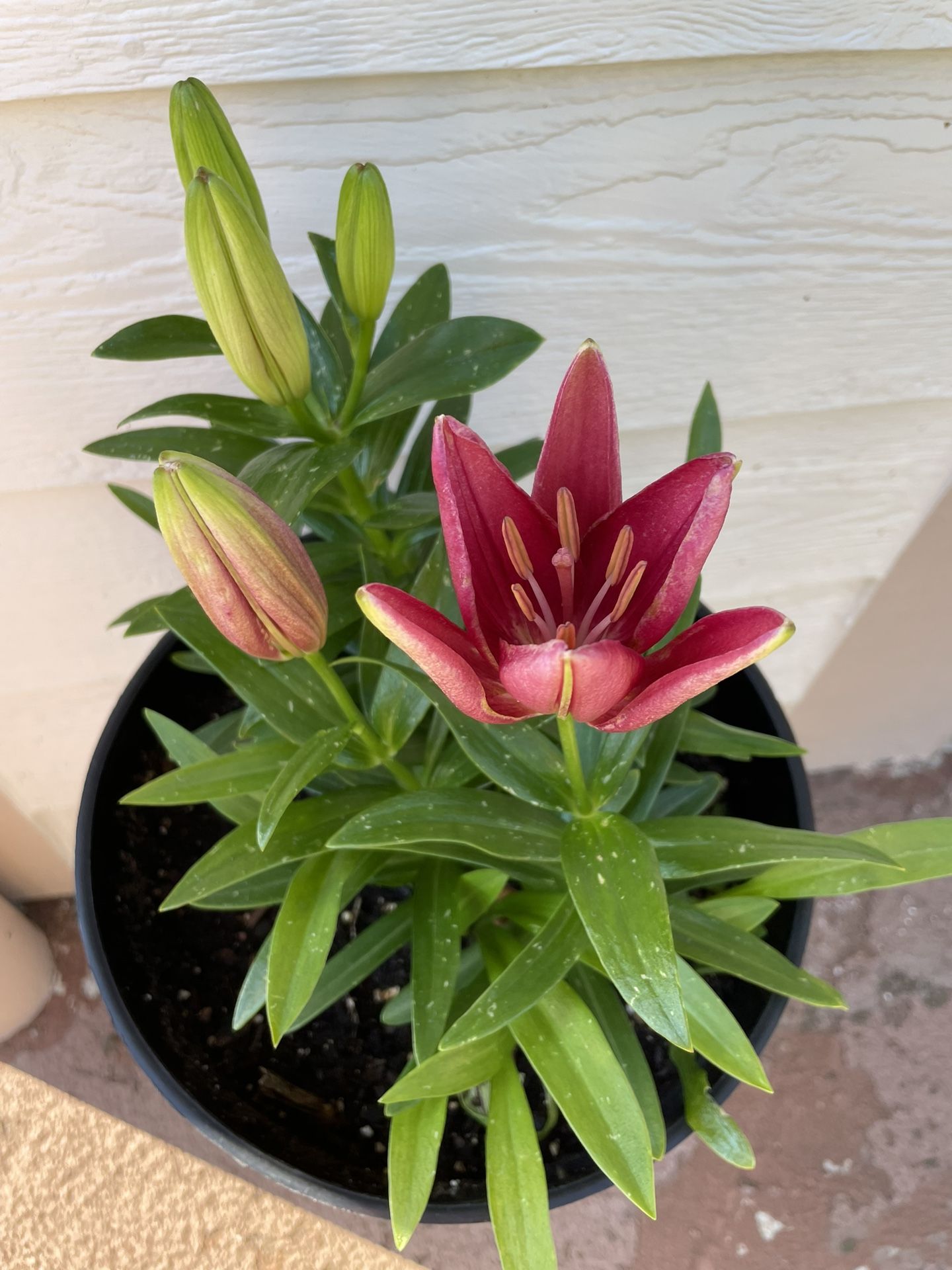Oriental Lily Perennial Plant