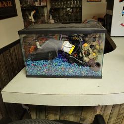 Fish Tank Set Up