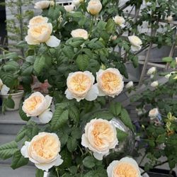 Rare Chinese Rose plant- Hanxian