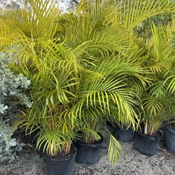 Areca Palms 7 Gal