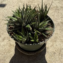 Zebra Succulent Plant