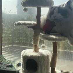 Cat Tree