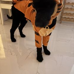 Dog Costume Size Large 