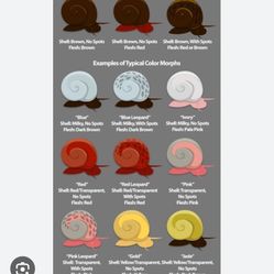 Ramshorn Snails…. Assorted variation 🐌 5for$10