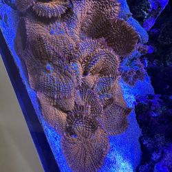 Orange Rhodactis Mushroom XL Sizes Fake Coral